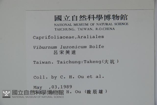 呂宋莢迷藏品圖，第2張