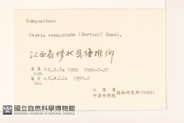 甜葉菊藏品圖，第3張