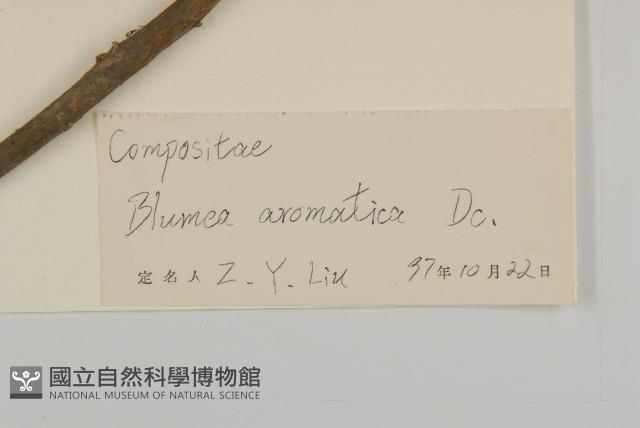 薄葉艾納香藏品圖，第3張