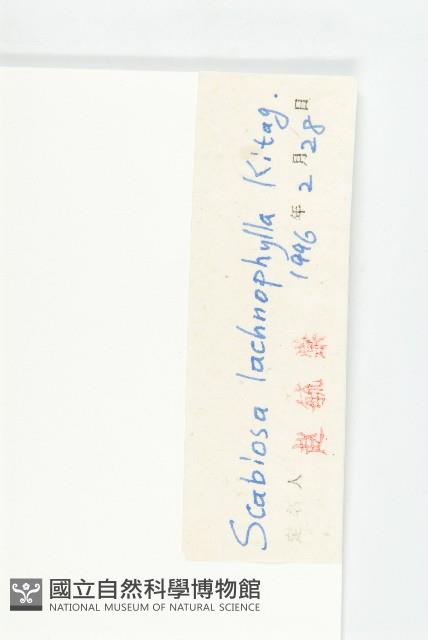 細葉藍盆花藏品圖，第3張