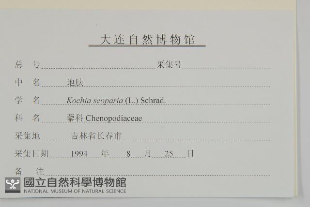 地膚、掃手草藏品圖，第3張