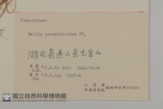 小葉一點紅藏品圖，第3張