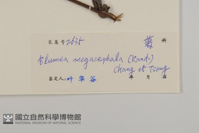 大頭艾納香藏品圖，第3張