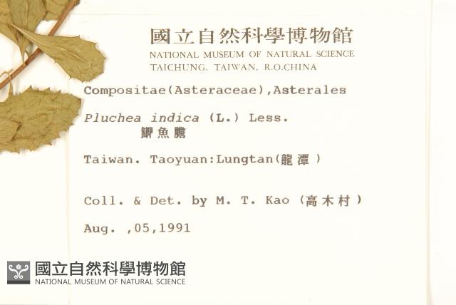 鯽魚膽、闊苞菊藏品圖，第2張