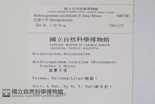 細纍子草藏品圖，第2張