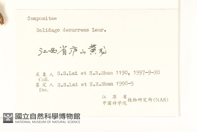 一枝黃花藏品圖，第3張