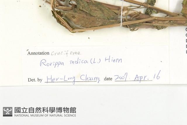 葶藶藏品圖，第3張