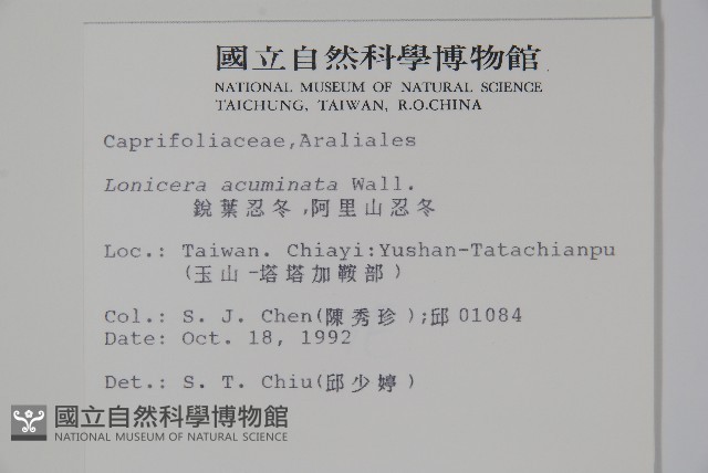 阿里山忍冬、漸尖葉忍冬藏品圖，第2張