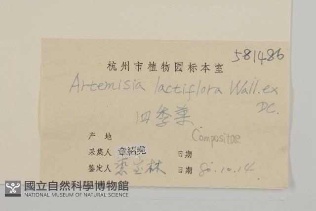 角菜、珍珠菜藏品圖，第3張