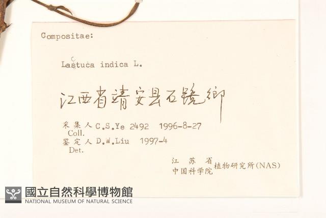 鵝仔草藏品圖，第3張