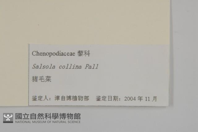 豬毛菜藏品圖，第3張