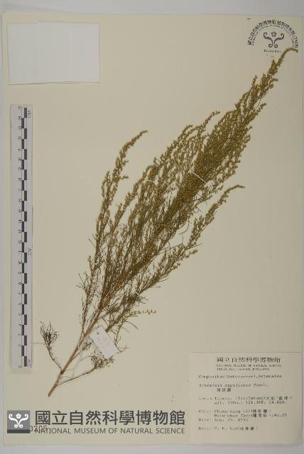 羊角藤、武靴藤藏品圖，第3張