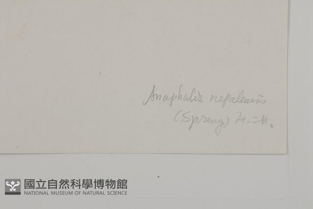 尼泊爾籟簫藏品圖，第3張