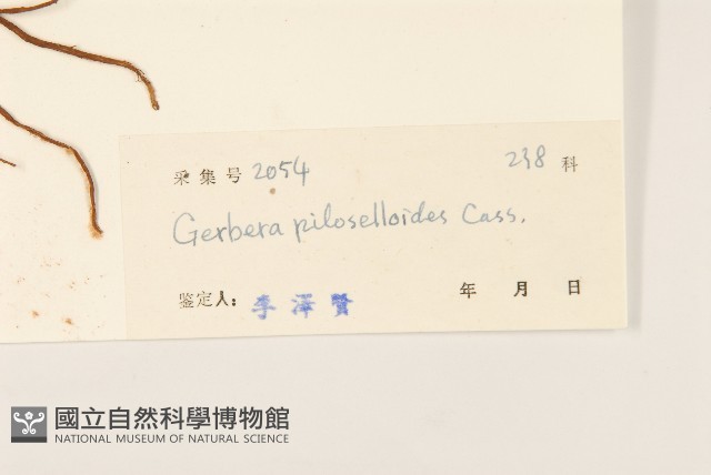 毛大丁草藏品圖，第3張