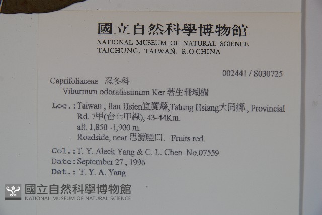 珊瑚樹藏品圖，第2張