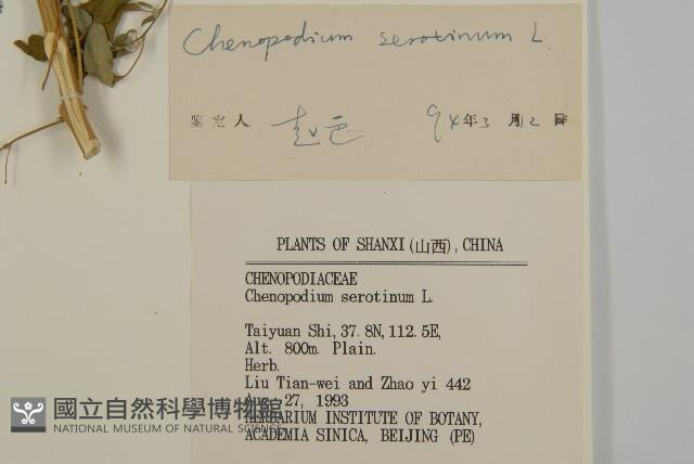 Small goosefoot Collection Image, Figure 3, Total 3 Figures