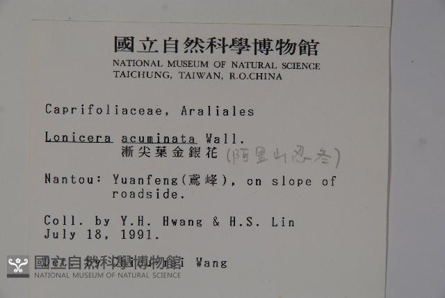 阿里山忍冬、漸尖葉忍冬藏品圖，第2張