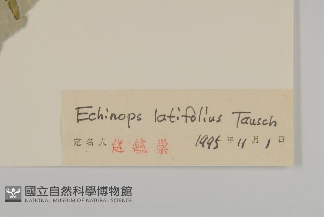 藍刺頭藏品圖，第3張