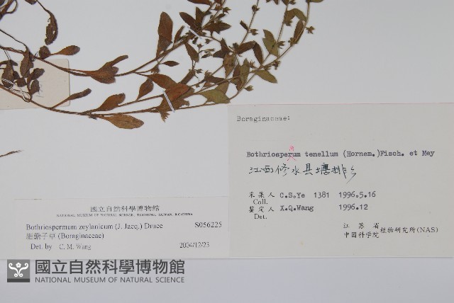 細纍子草藏品圖，第2張