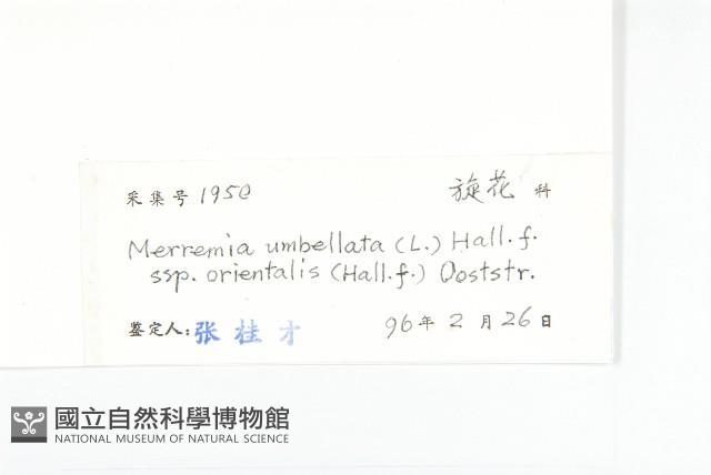 繖花菜欒藤藏品圖，第3張