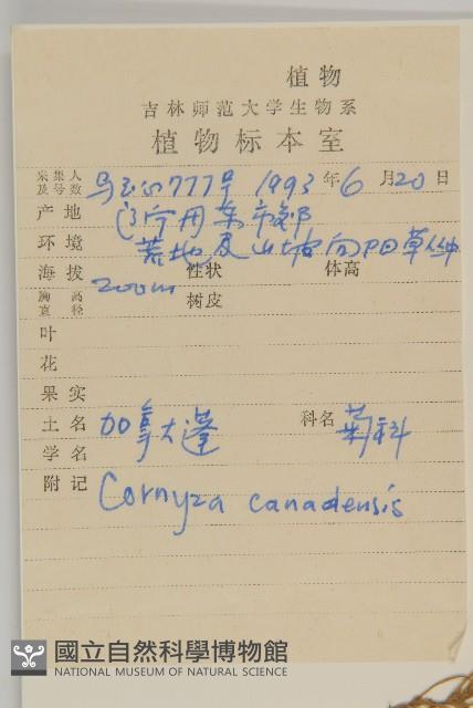 加拿大蓬藏品圖，第2張