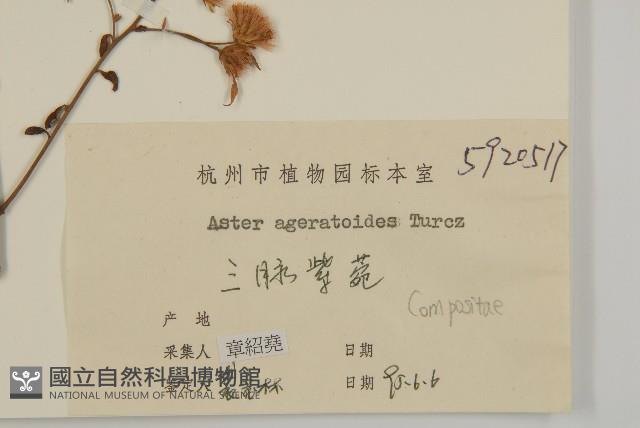 山白蘭藏品圖，第3張