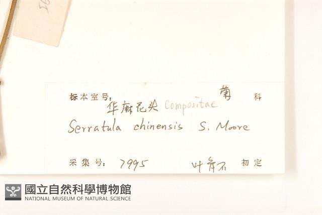 華麻花頭藏品圖，第3張