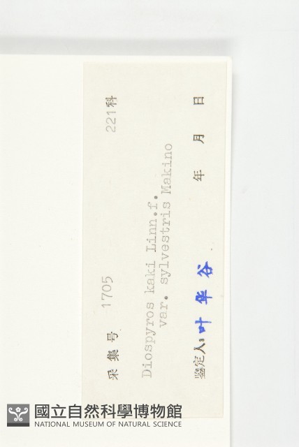 油柿藏品圖，第3張