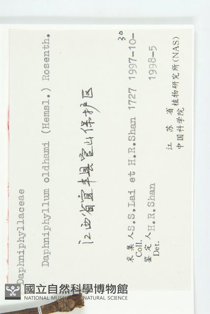 俄氏虎皮楠、蘭嶼虎皮楠、虎皮楠藏品圖，第3張