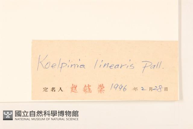 蝎尾菊藏品圖，第3張