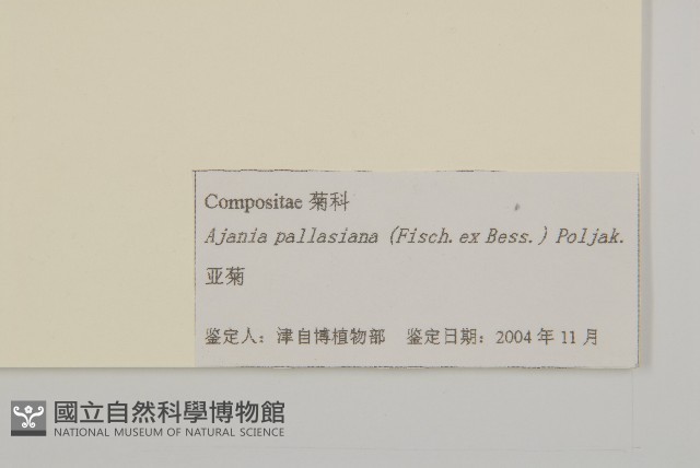 亞菊藏品圖，第3張