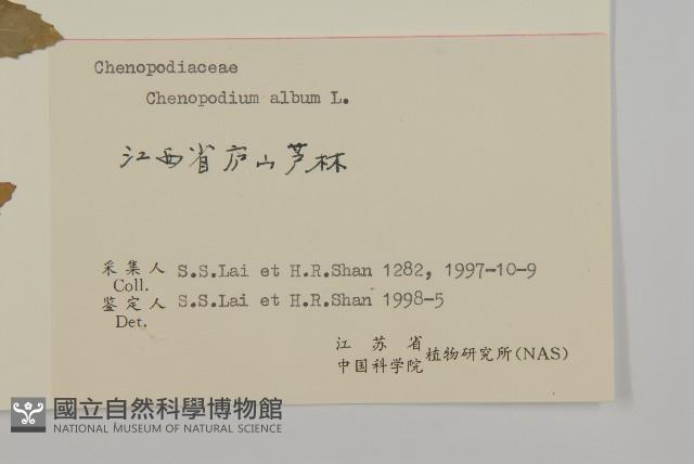 Pigweed,Lamb's quarters goosefoot Collection Image, Figure 3, Total 3 Figures