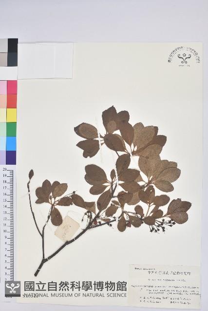 燈籠花藏品圖，第3張