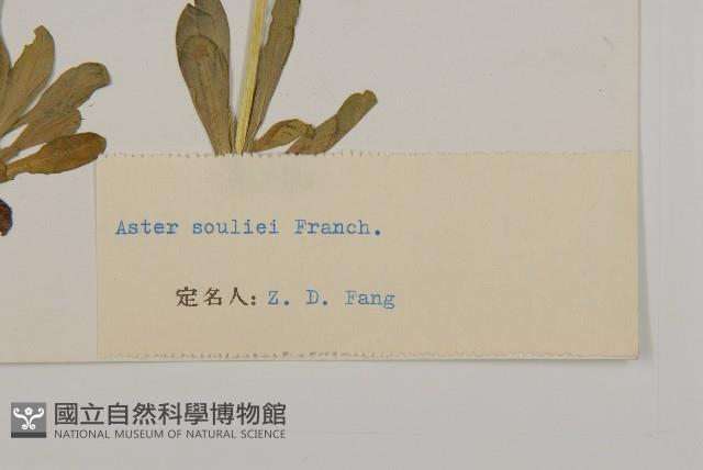 緣毛紫菀藏品圖，第3張