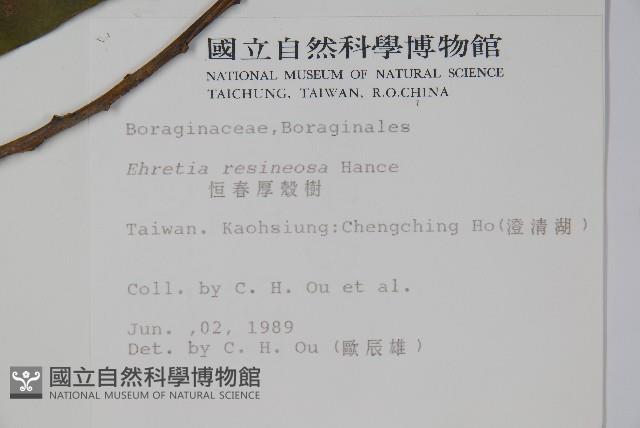 恆春厚殼樹藏品圖，第2張