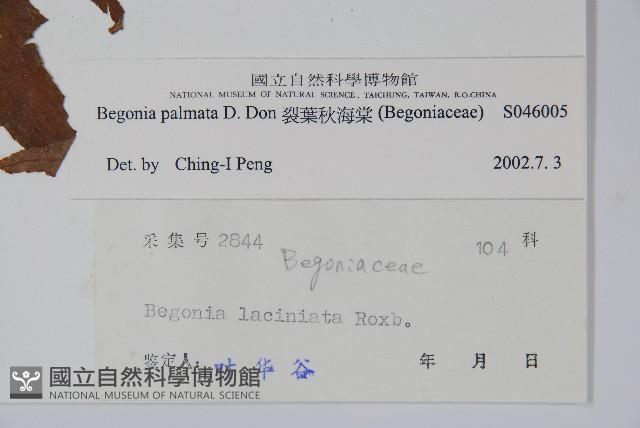 裂葉秋海棠藏品圖，第2張