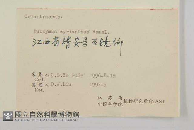 大果衛矛藏品圖，第3張