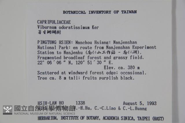 珊瑚樹藏品圖，第2張