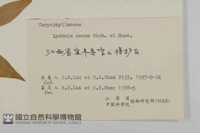 剪秋羅、剪秋紗、漢宮秋藏品圖，第3張