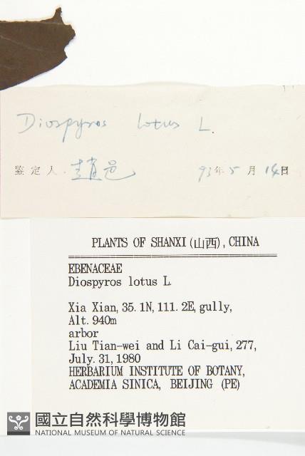 Date Plum Collection Image, Figure 3, Total 3 Figures