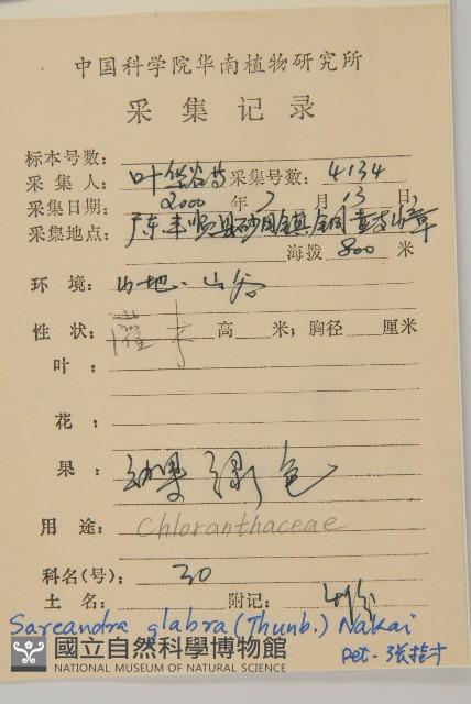 草珊瑚、紅果金粟蘭藏品圖，第2張