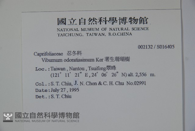 珊瑚樹藏品圖，第2張