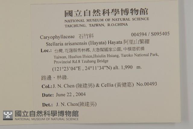 阿里山繁縷藏品圖，第2張