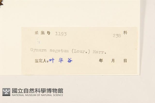 三七草藏品圖，第3張