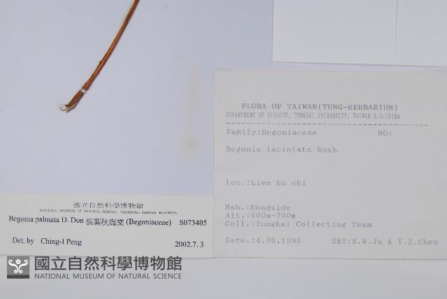 裂葉秋海棠藏品圖，第2張