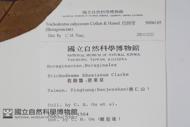 假酸漿藏品圖，第2張