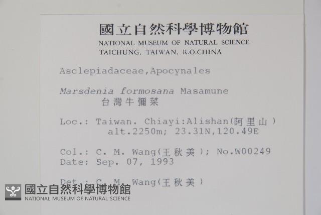 臺灣牛嬭菜藏品圖，第2張