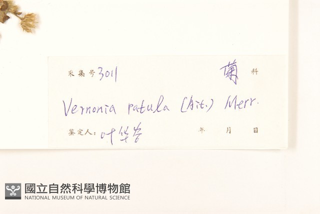 嶺南野菊藏品圖，第3張