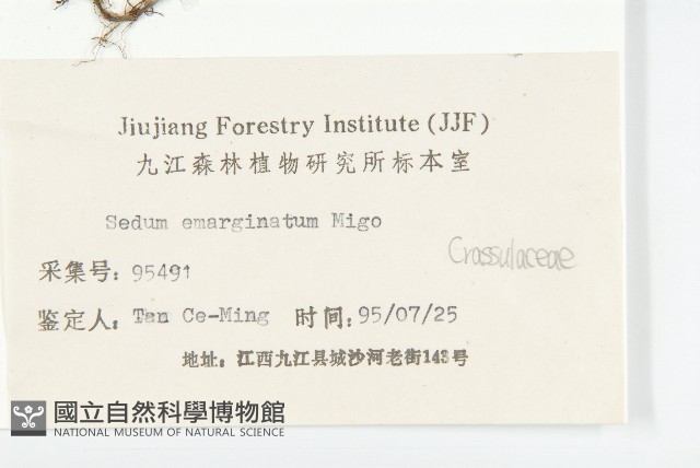 凹葉景天藏品圖，第3張