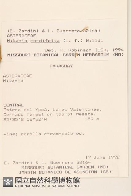 蔓澤蘭藏品圖，第2張